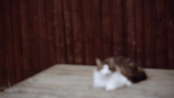 Smooth Cats